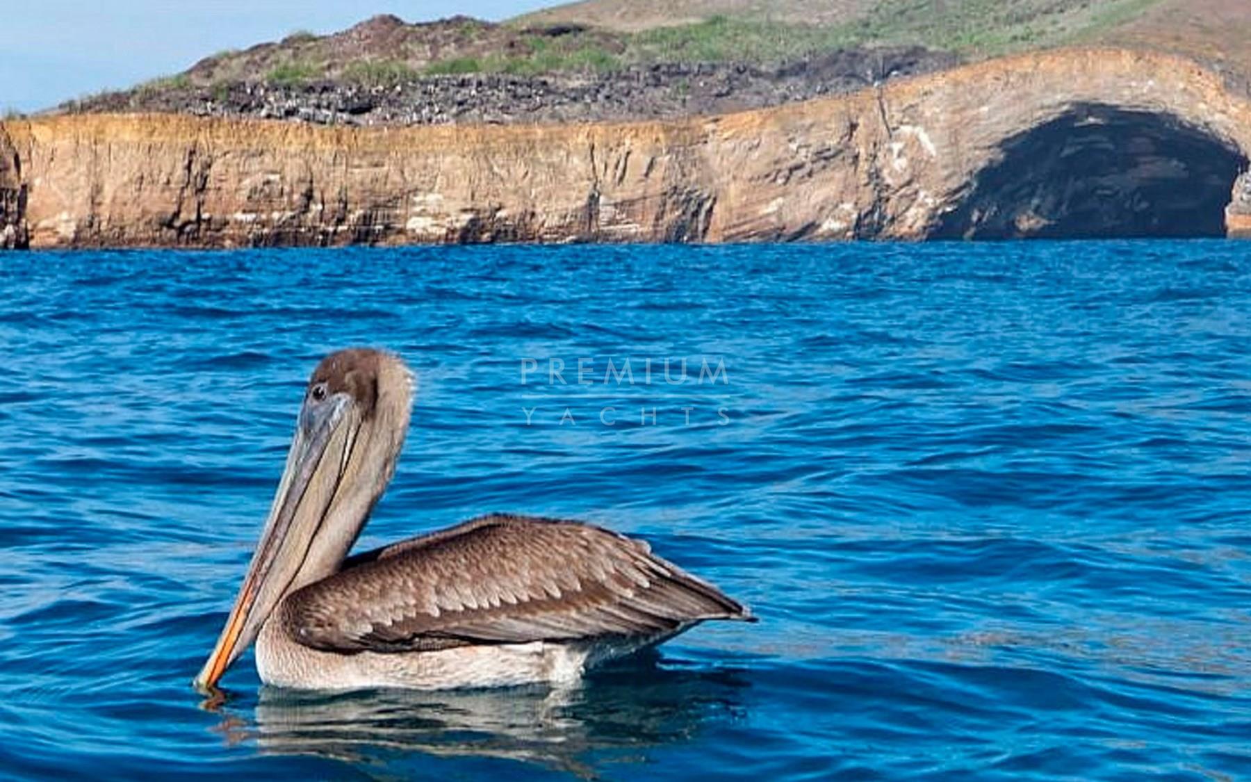 Pelicans in Punta Vincenete Roca