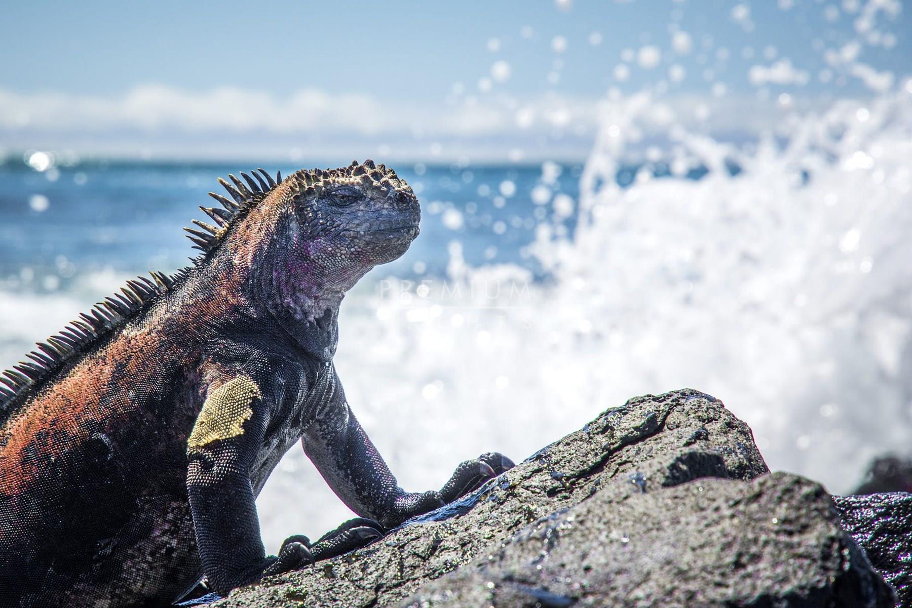 Iguanas in Isabela island