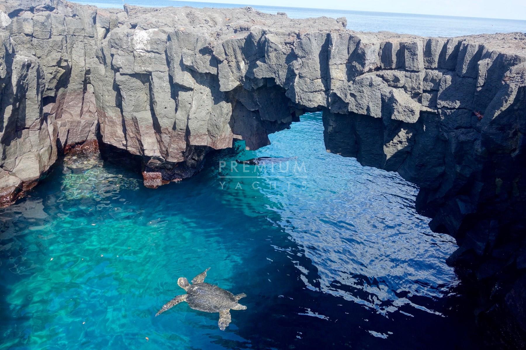 Sea turtles in Santiago island