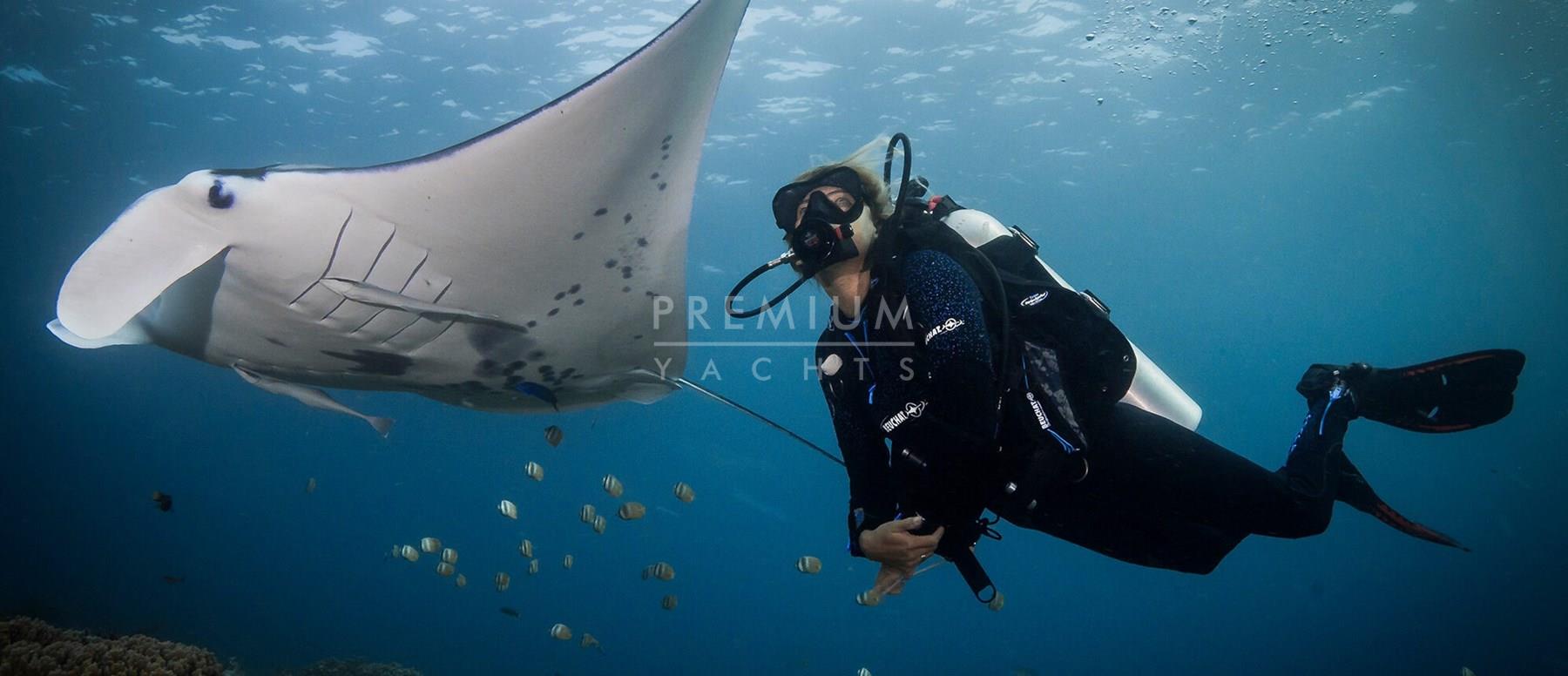 Kri peninsula, diving with manta rays