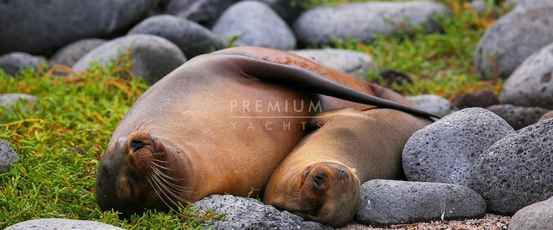 Sea lions in North Seymour island