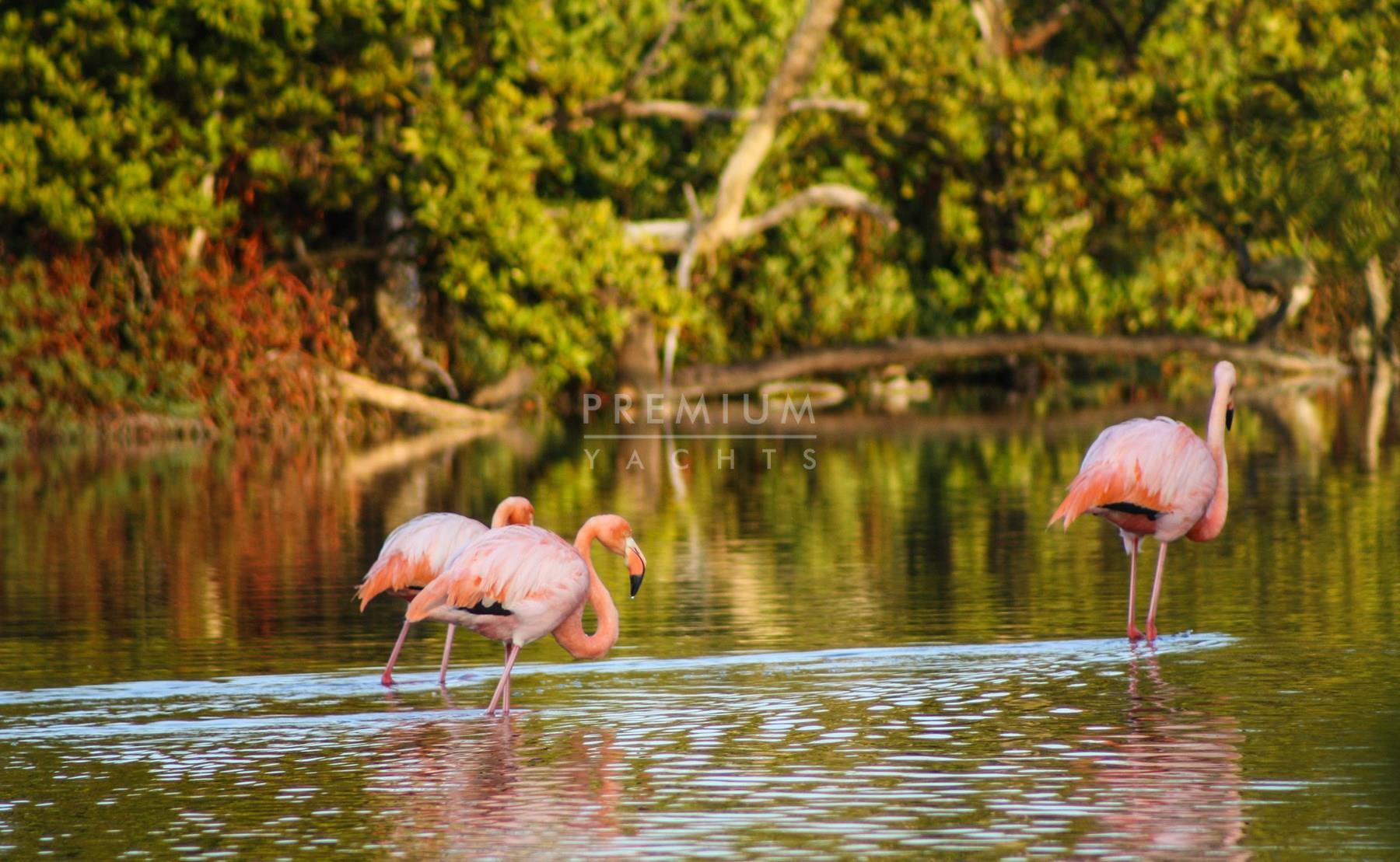 Flamingos in Punta Cormorant