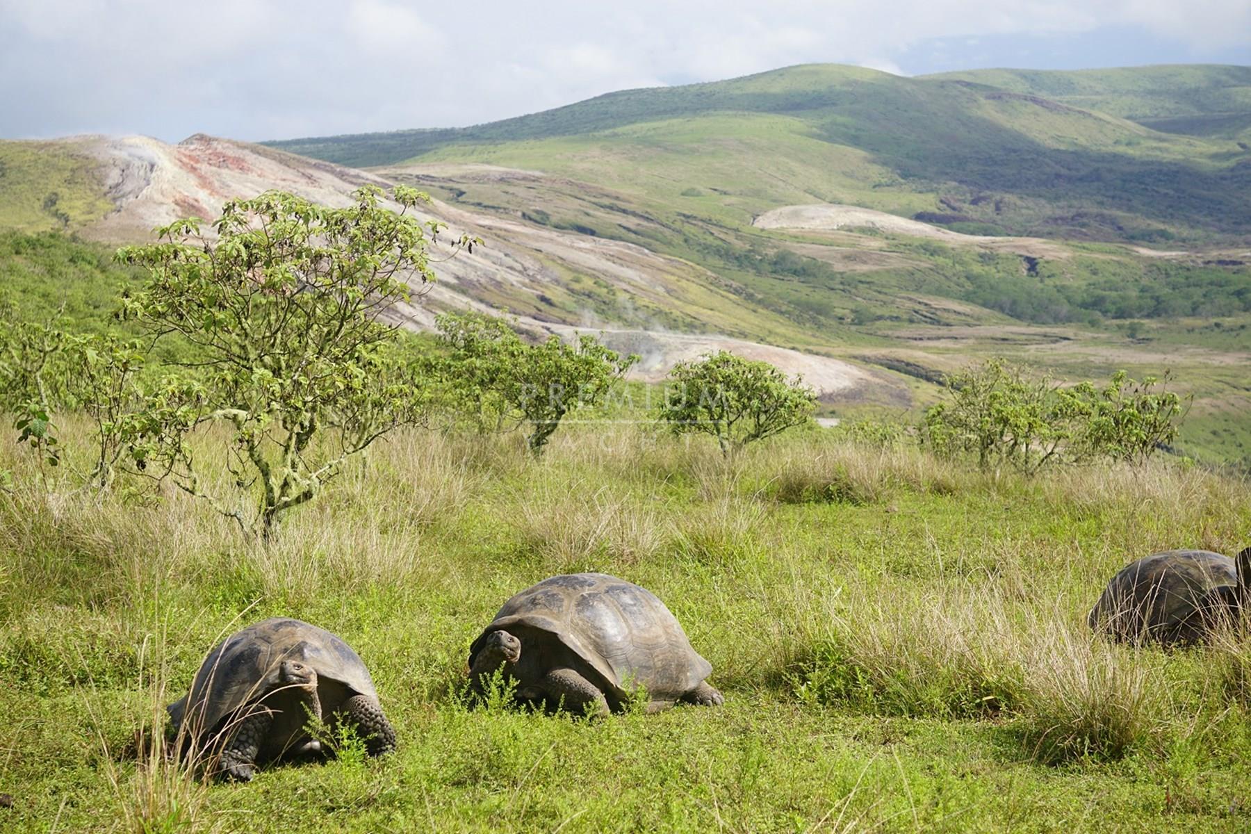 Giant tortoise in the Highlands
